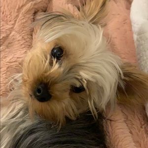 Meet your Posher, Monica